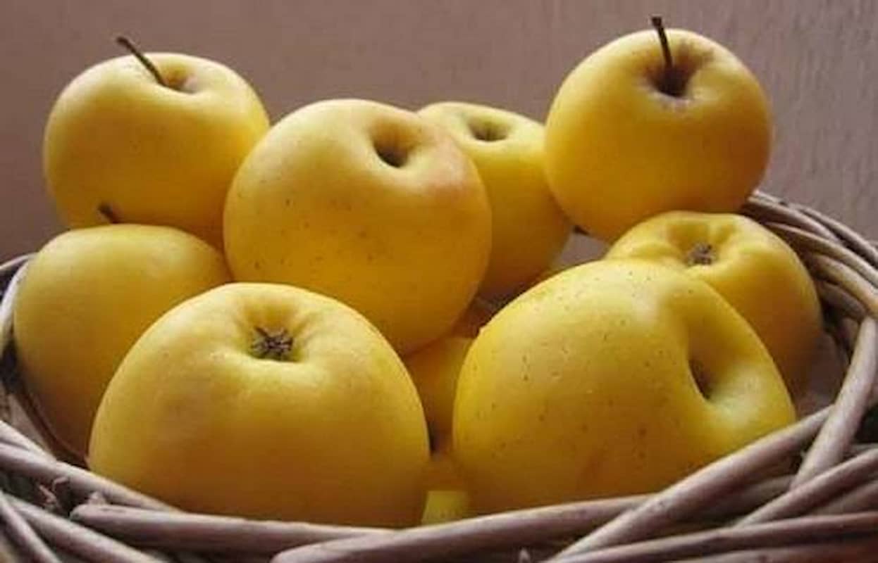 سیب زرد طلایی با طعمی شیرین و آبدار